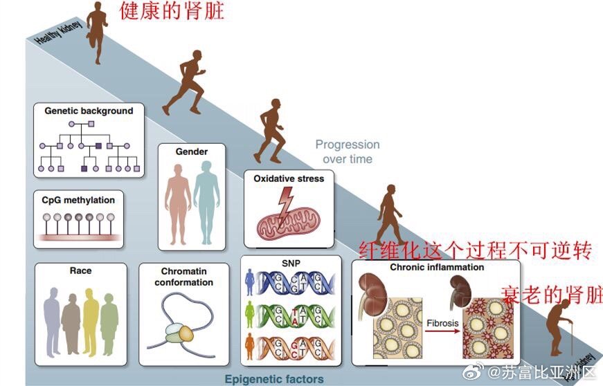 治疗尿毒症最新进展，突破与创新的前沿研究